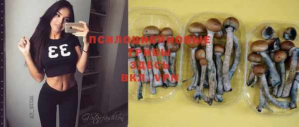 стаф Алексин